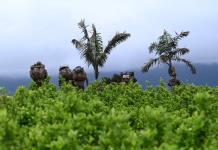 Colombia se prepara para posible pérdida de certificación en lucha antidrogas por parte de EEUU