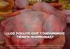 ¿Los pollos que consumimos tienen hormonas? - El Expresso de las 10 - Lu. 15 Septiembre 2025
