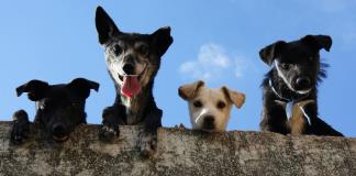 Mascotas abandonadas por migrantes deportados agravan crisis de refugios animales en EEUU
