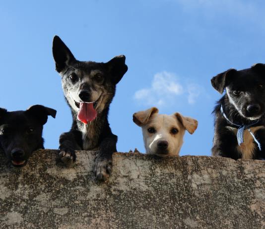 Mascotas abandonadas por migrantes deportados agravan crisis de refugios animales en EEUU
