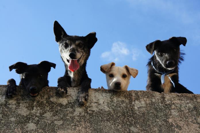 Mascotas abandonadas por migrantes deportados agravan crisis de refugios animales en EEUU Mascotas abandonadas por migrantes deportados agravan crisis de refugios animales en EEUU