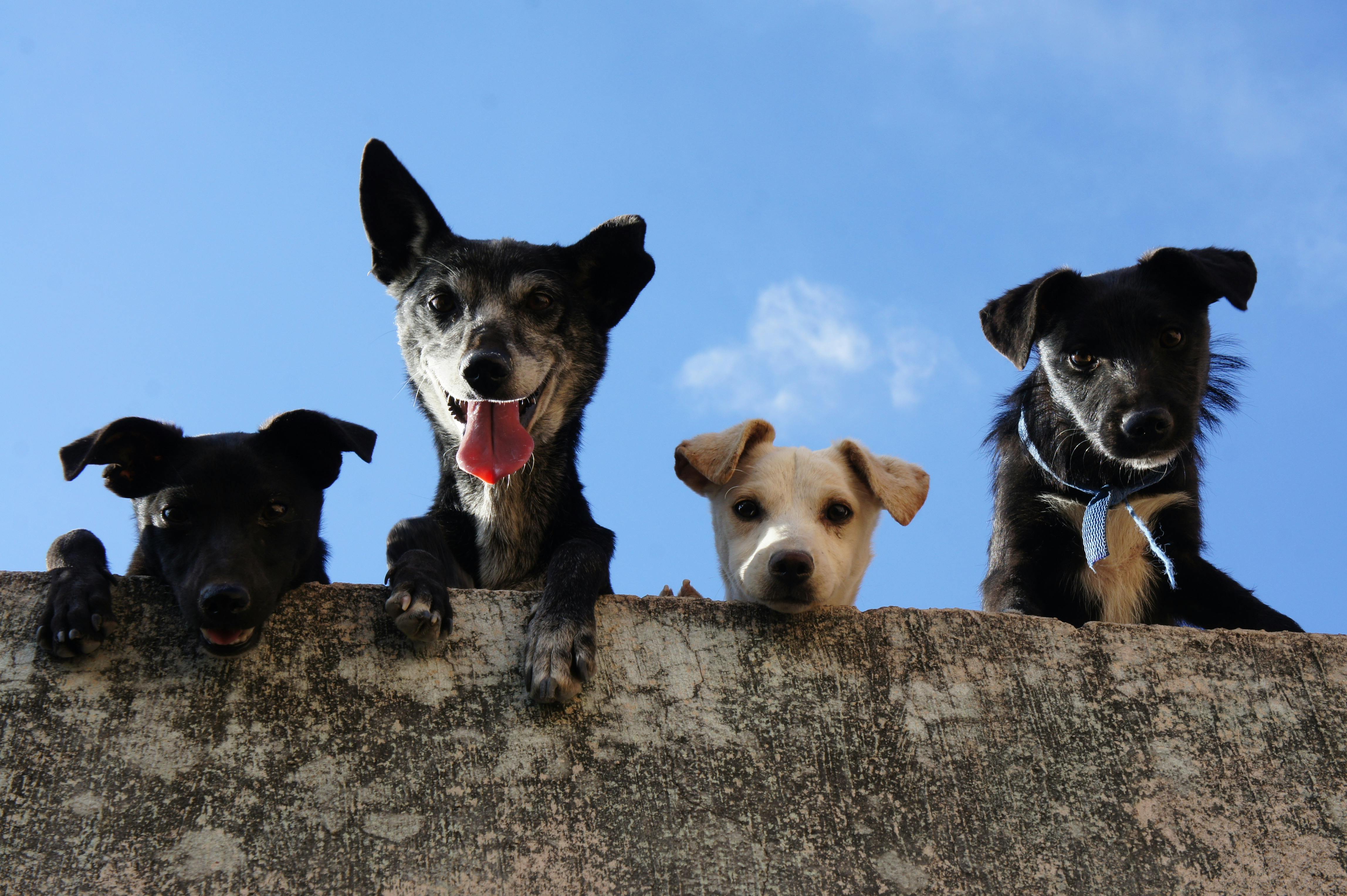 Mascotas abandonadas por migrantes deportados agravan crisis de refugios animales en EEUU