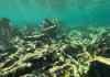 El 70 % de los arrecifes de coral del Atlántico occidental no crecerá con el calentamiento