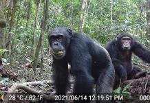 Los chimpancés beben el equivalente a casi dos bebidas alcohólicas al día