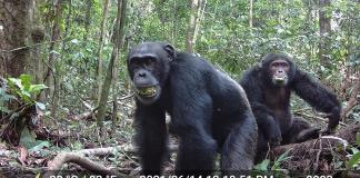 Los chimpancés beben el equivalente a casi dos bebidas alcohólicas al día