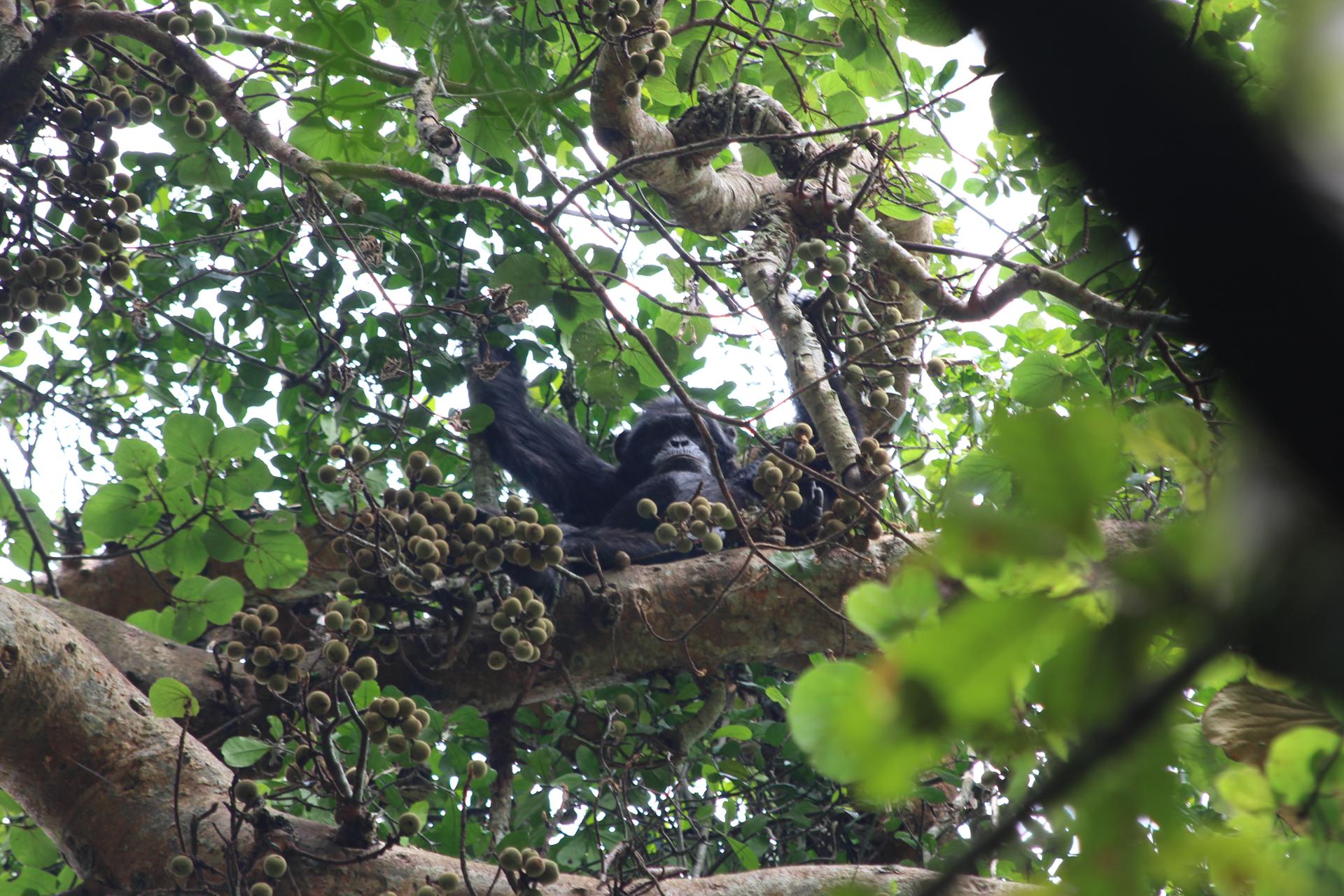 Los chimpancés beben el equivalente a casi dos bebidas alcohólicas al día