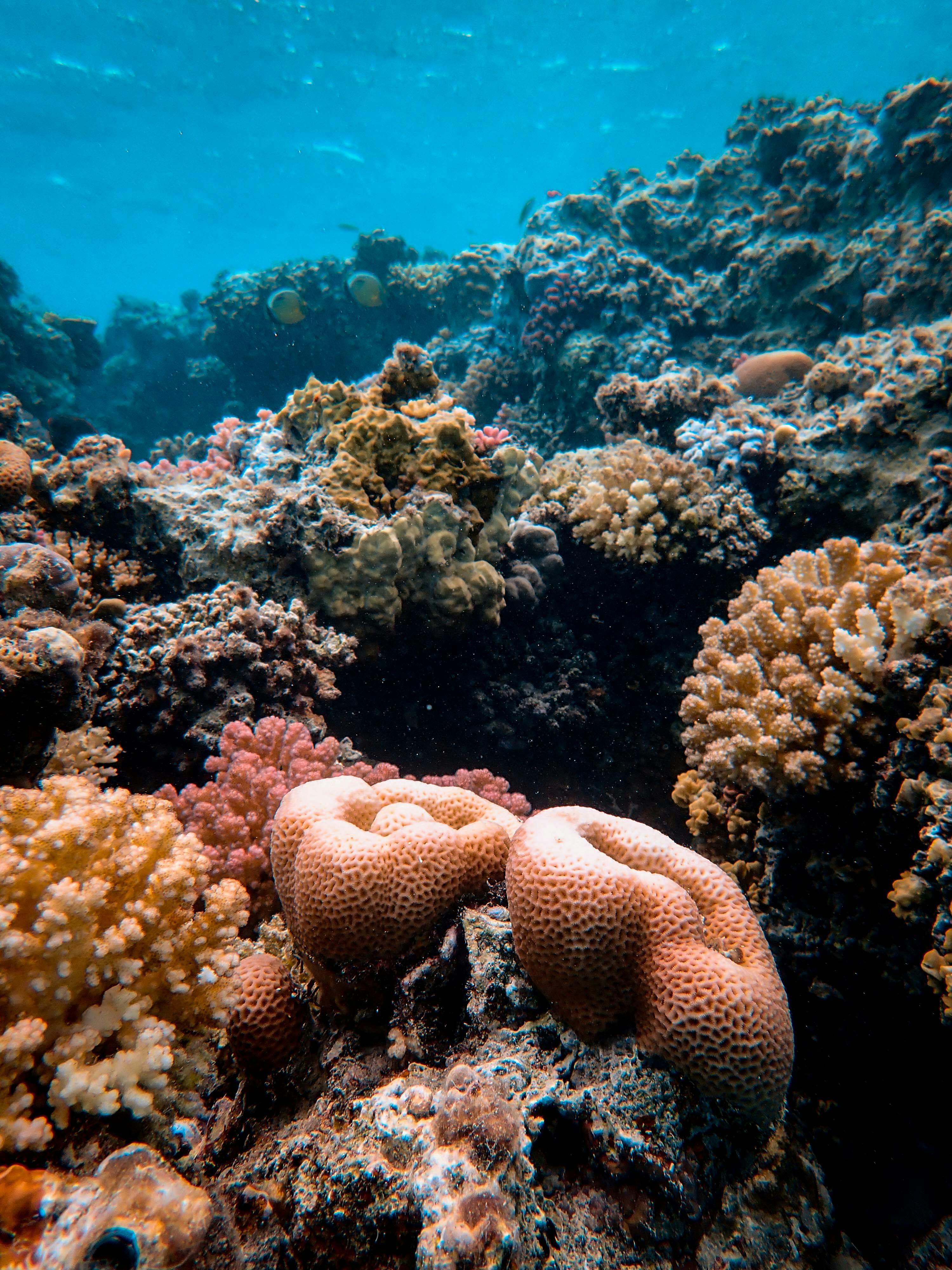 El 70 % de los arrecifes de coral del Atlántico occidental no crecerá con el calentamiento