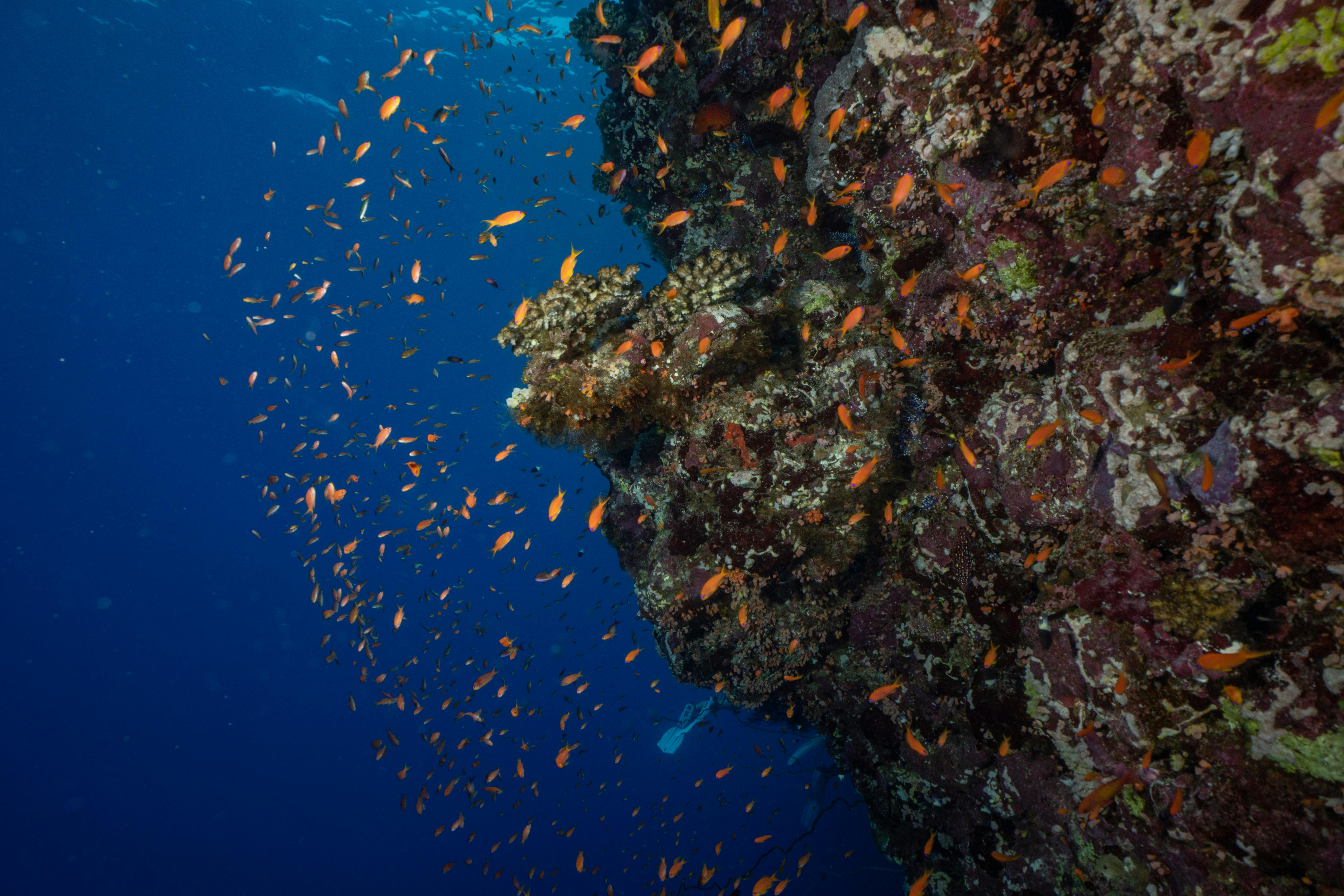 El 70 % de los arrecifes de coral del Atlántico occidental no crecerá con el calentamiento