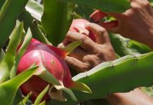 La agricultura digital crece tres veces ante reto de seguridad alimentaria, según reporte