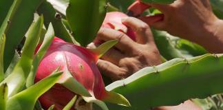 La agricultura digital crece tres veces ante reto de seguridad alimentaria, según reporte