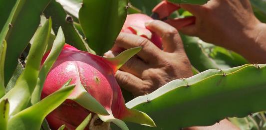 La agricultura digital crece tres veces ante reto de seguridad alimentaria, según reporte