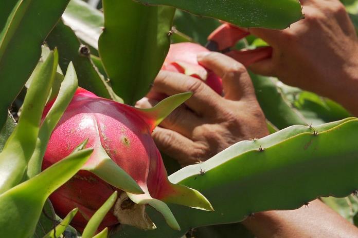 La agricultura digital crece tres veces ante reto de seguridad alimentaria, según reporte La agricultura digital crece tres veces ante reto de seguridad alimentaria, según reporte