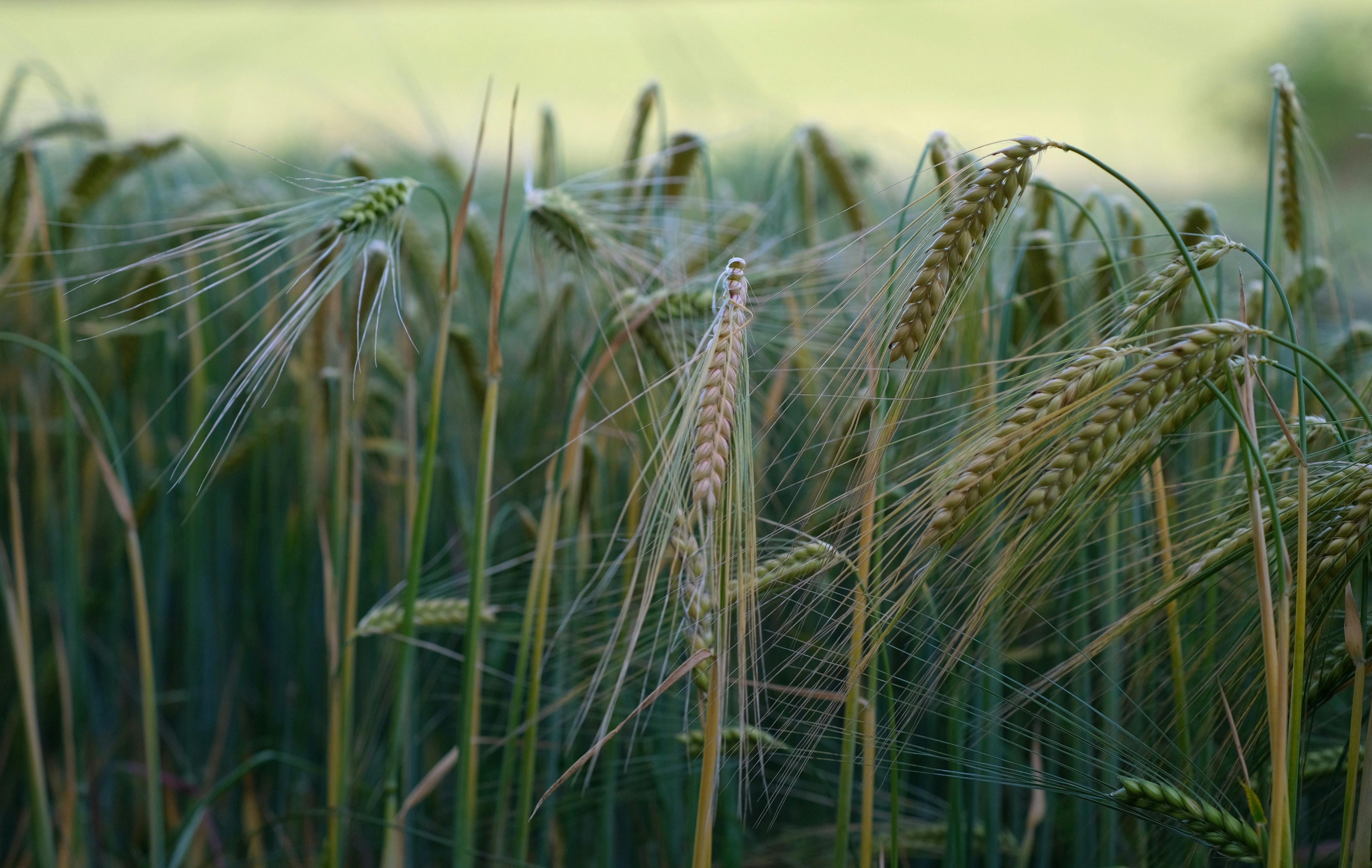América Latina destaca por su crecimiento en las patentes para tecnologías agrícolas