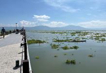 Lago de Chapala supera el 70% de capacidad; habitantes y visitantes piden limpieza de lirio
