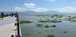 Lago de Chapala supera el 70% de capacidad; habitantes y visitantes piden limpieza de lirio