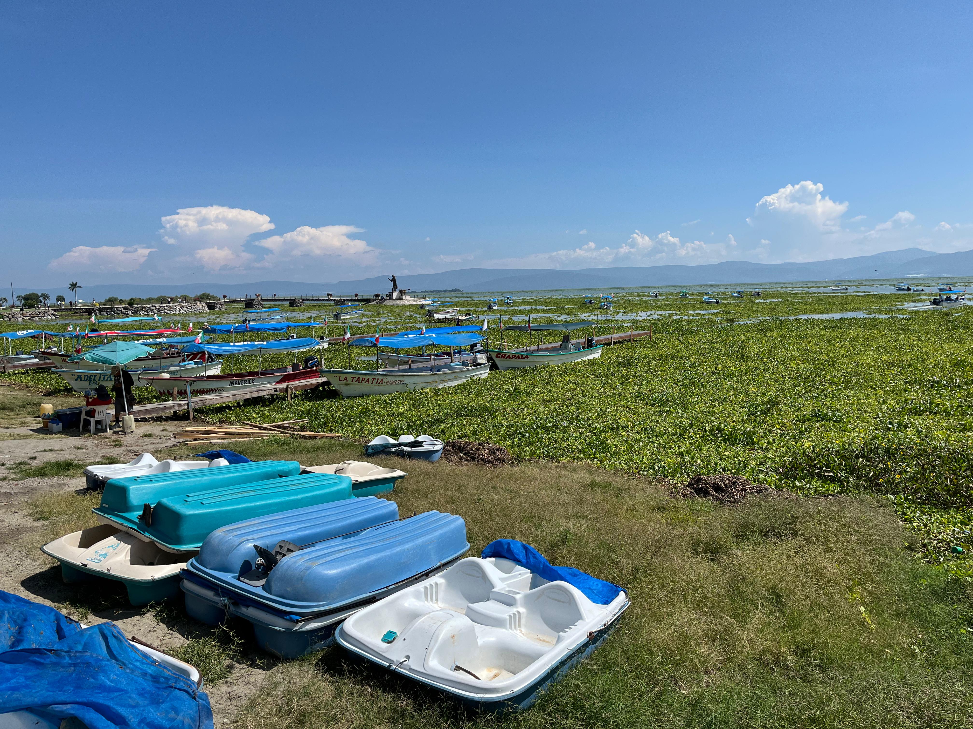 Lago de Chapala supera el 70% de capacidad; habitantes y visitantes piden limpieza de lirio Lago de Chapala supera el 70% de capacidad; habitantes y visitantes piden limpieza de lirio
