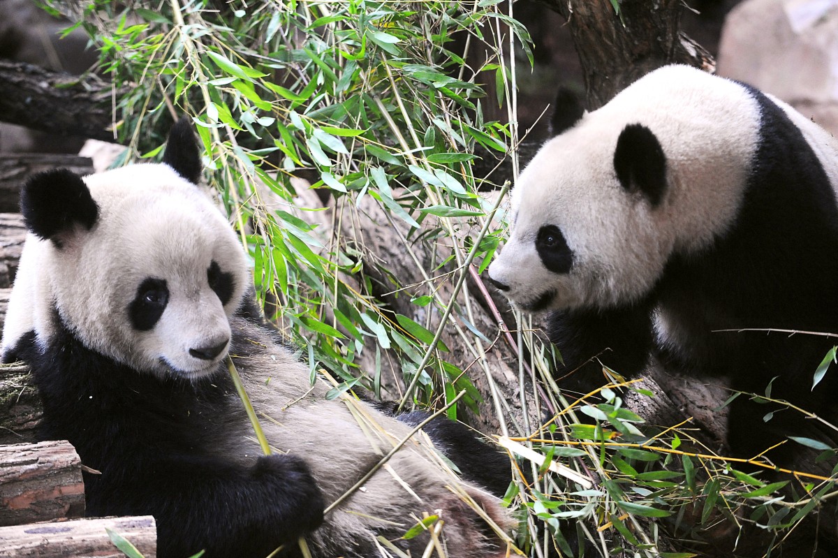 Un zoo de Francia devuelve a China un panda enfermo y su pareja