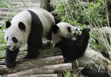 Un zoo de Francia devuelve a China un panda enfermo y su pareja