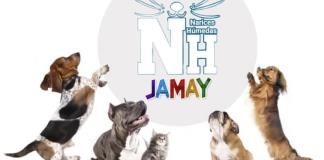 Narices húmedas invita a campaña de adopción de perros y gatos en Jamay