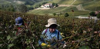 Los viticultores del famoso espumante italiano de Asti recortan su producción por vaivenes del mercado