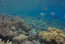 Explotación de níquel amenaza importante reserva de biodiversidad marina en Indonesia