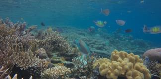 Explotación de níquel amenaza importante reserva de biodiversidad marina en Indonesia
