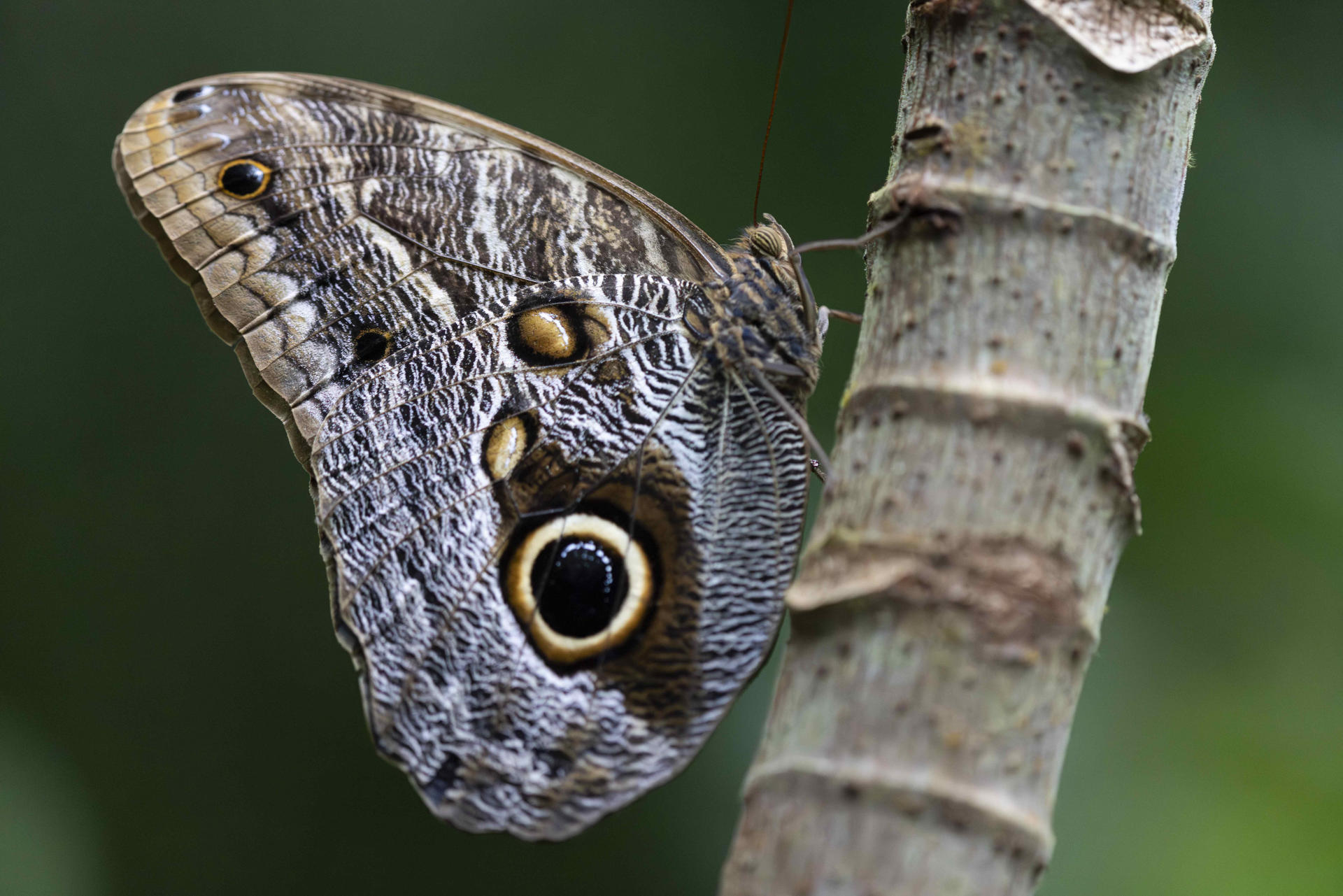 Las mariposas, las jardineras del planeta que desafían a la ciencia a estudiarlas más