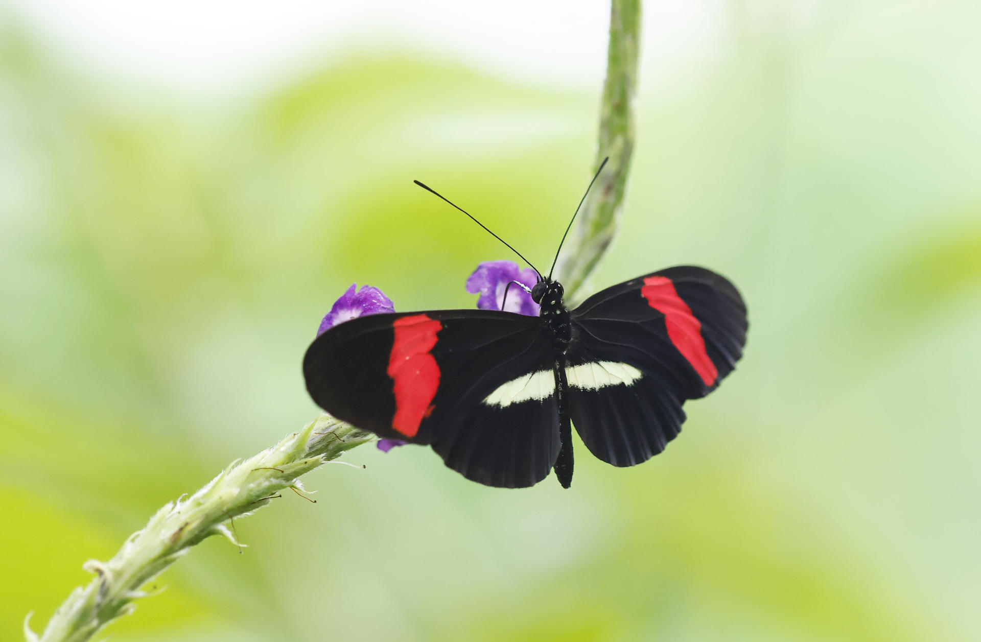 Las mariposas, las jardineras del planeta que desafían a la ciencia a estudiarlas más