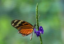 Las mariposas, las jardineras del planeta que desafían a la ciencia a estudiarlas más