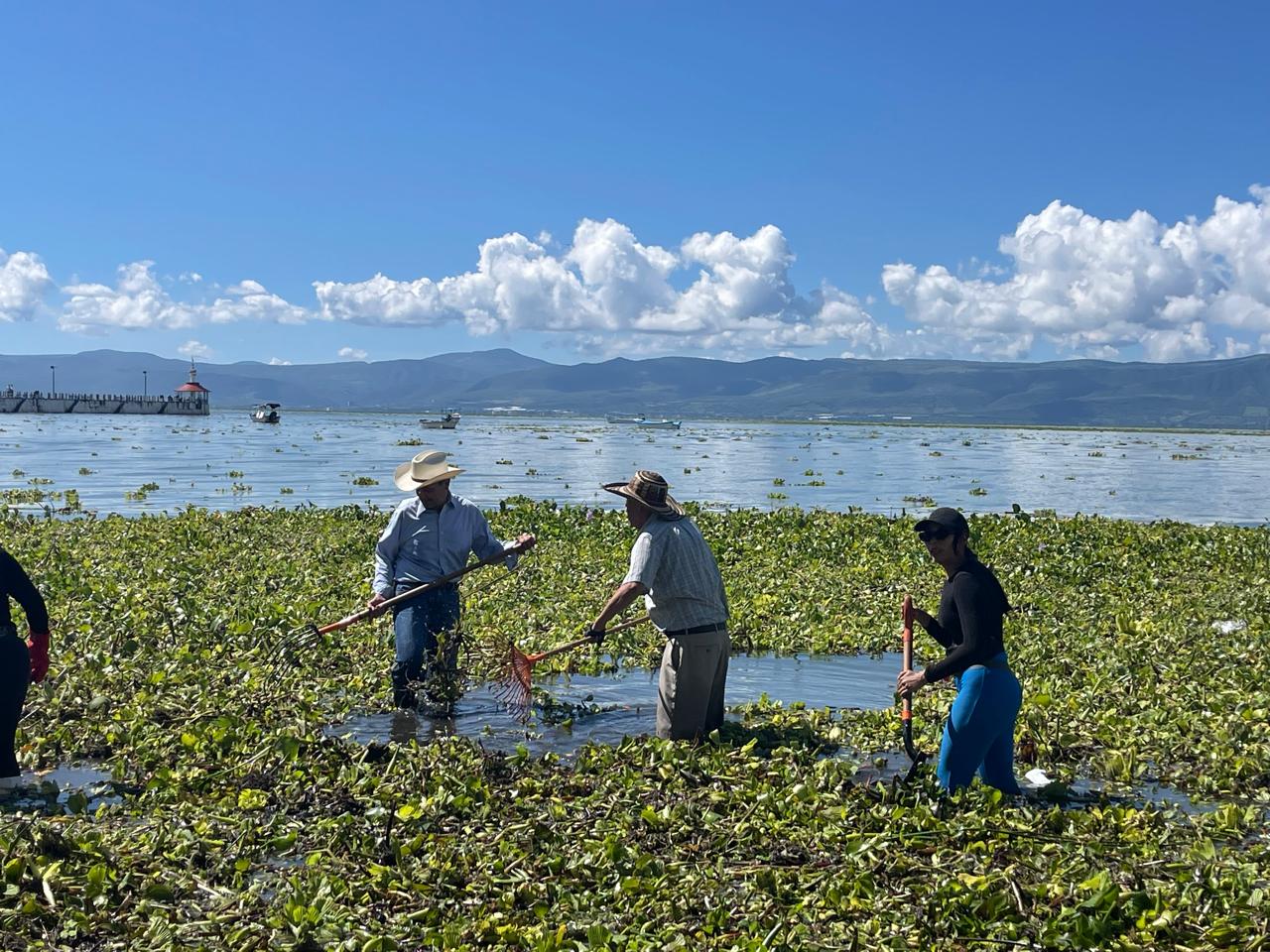 Retiran 20 toneladas de lirio del Lago de Chapala; está al 72 por ciento de su capacidad