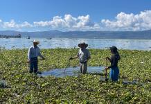 Retiran 20 toneladas de lirio del Lago de Chapala; está al 72 por ciento de su capacidad