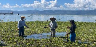 Retiran 150 toneladas de lirio del Lago de Chapala; está al 72 por ciento de su capacidad