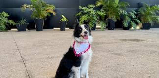 La Cineteca FICG abre sus puertas a la adopción responsable de perros y gatos