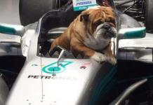 Hamilton tomó la decisión más difícil al despedirse de su perro Roscoe