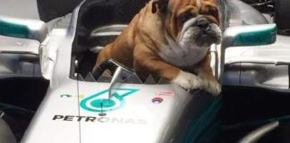 Hamilton tomó la decisión más difícil al despedirse de su perro Roscoe