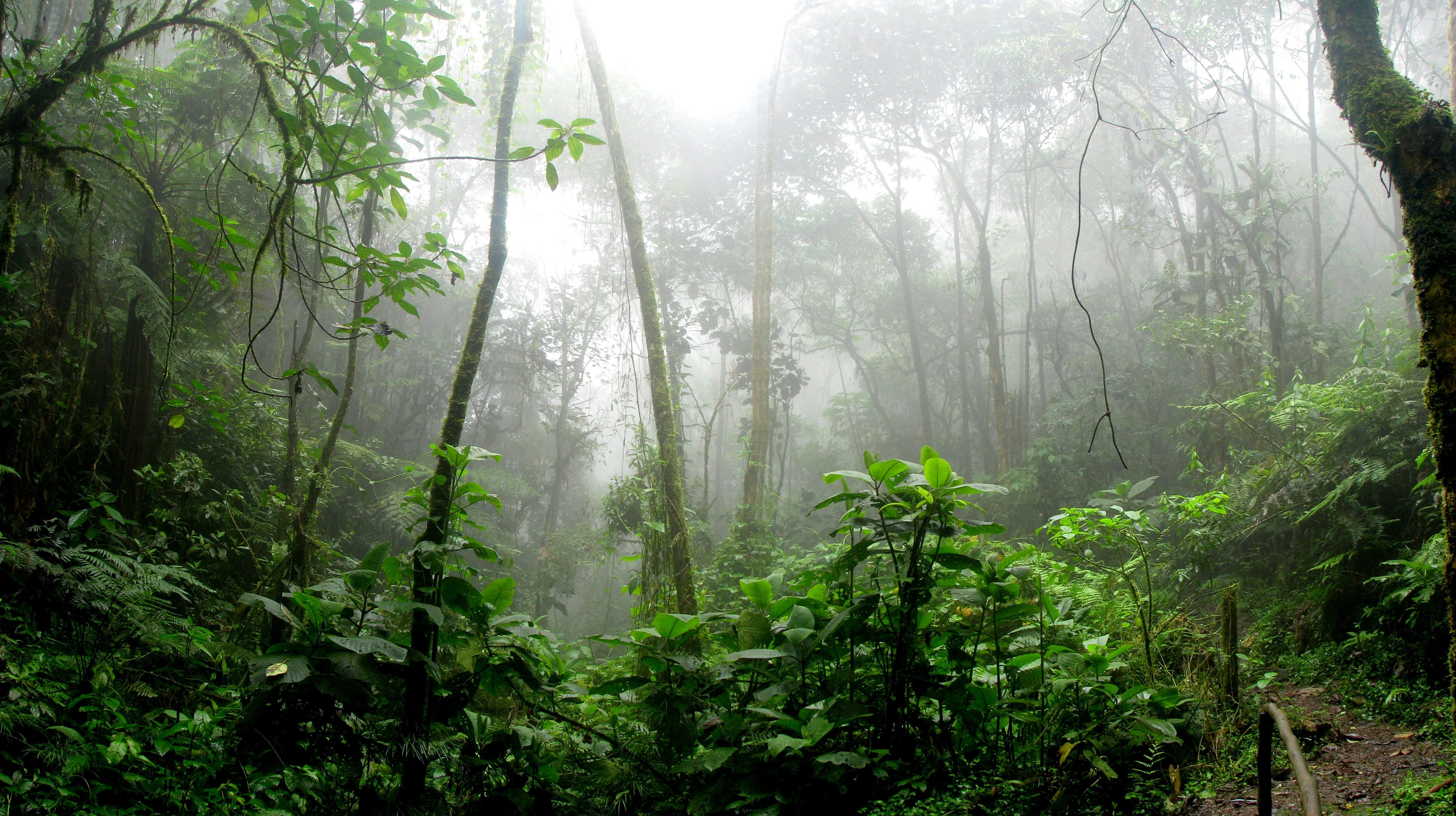 Hacia la COP30, los ribereños del Amazonas defienden la sustentabilidad ambiental