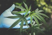 Mercado negro de cannabis persiste pese a legalización