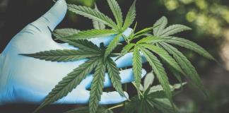 Mercado negro de cannabis persiste pese a legalización