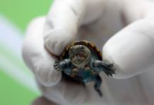 El Zoológico Guadalajara se prepara para el nacimiento de más tortugas casquito