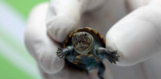 El Zoológico Guadalajara se prepara para el nacimiento de más tortugas casquito