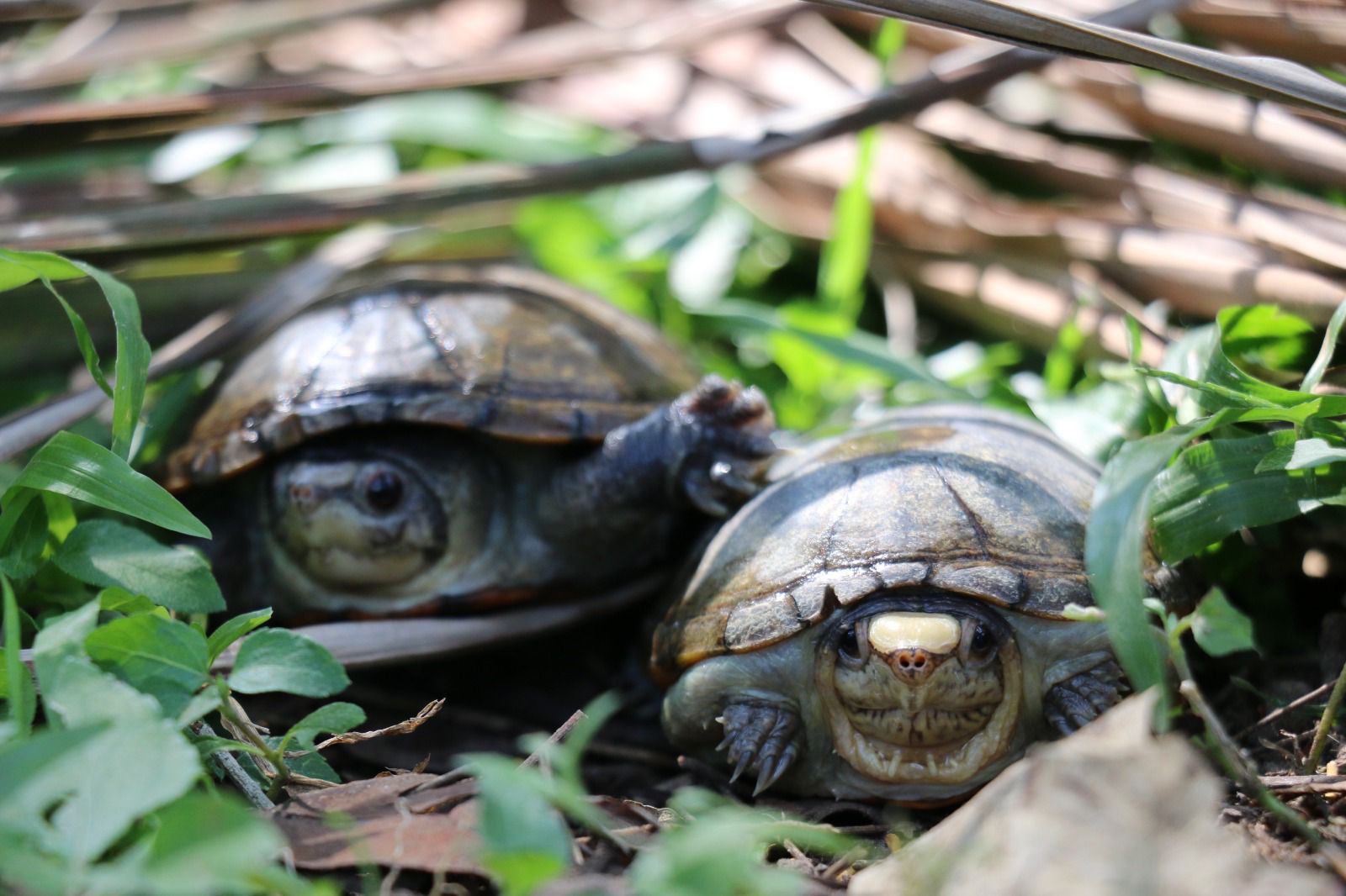 El Zoológico Guadalajara se prepara para el nacimiento de más tortugas casquito
