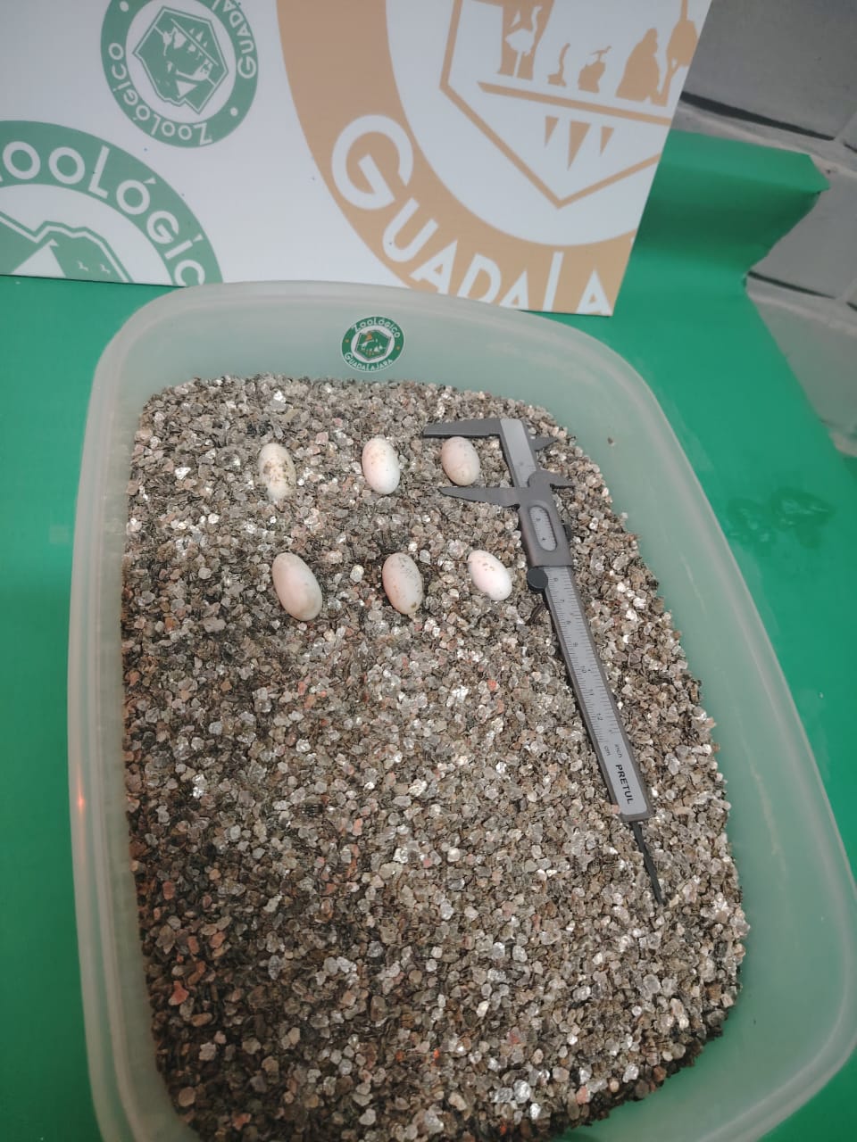 El Zoológico Guadalajara se prepara para el nacimiento de más tortugas casquito