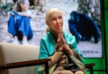 Netflix publica una de las últimas entrevistas de Jane Goodall, sellada hasta su muerte