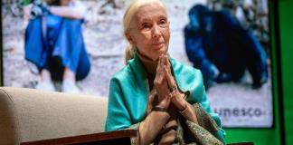 Netflix publica una de las últimas entrevistas de Jane Goodall, sellada hasta su muerte