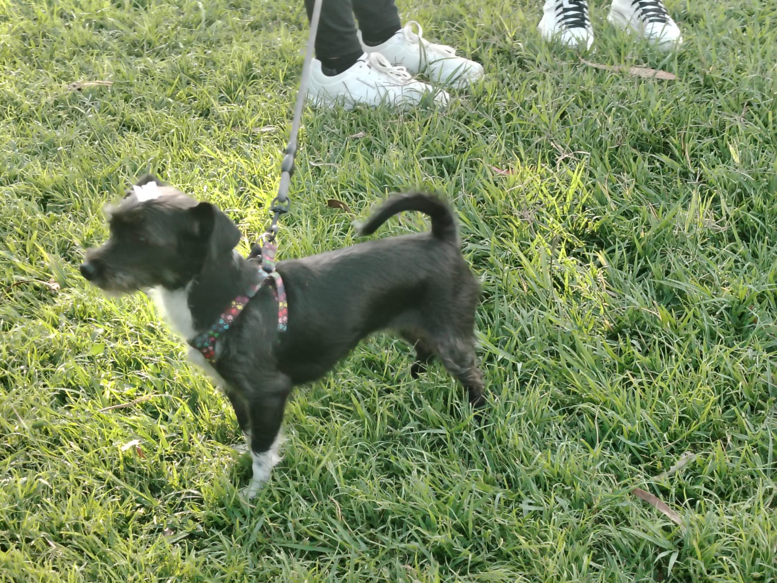 Arranca en Jalisco campaña gratuita de esterilización y vacunación para mascotas en octubre