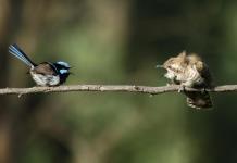 Descubren el primer ejemplo de vocalización animal que combina instinto y aprendizaje
