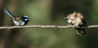 Descubren el primer ejemplo de vocalización animal que combina instinto y aprendizaje