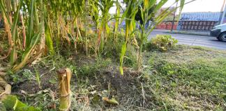 Cortan maíz y calabaza sembrados en camellón de Federalismo; colectivo exige alto