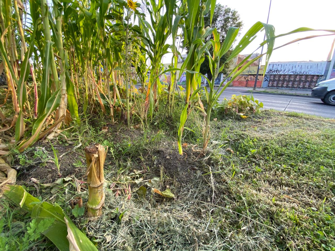 Cortan maíz y calabaza sembrados en camellón de Federalismo; colectivo exige alto
