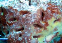 Las esponjas marinas pudieron haber sido de los primeros animales de la Tierra